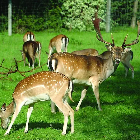 酒店 Ridder 巴特拉尔